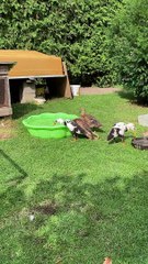 Duckling Has a Case of Monday Motivation