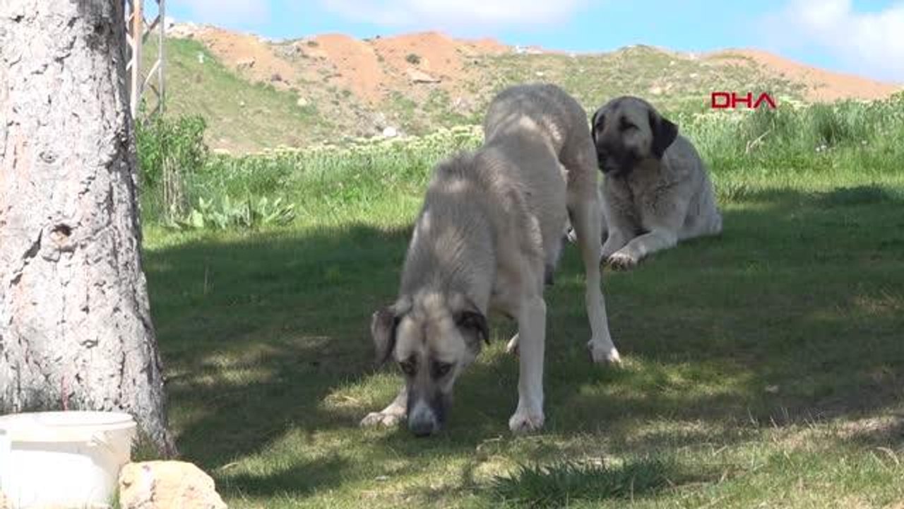 SİVAS VALİSİ AYHAN, KÖYLÜLERİN BULDUĞU 2 YAVRU KURDU BESLEDİ