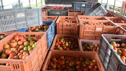 Télécharger la video: La otra cara de la moneda: millonarias pérdidas de los agricultores por los bloqueos de vías