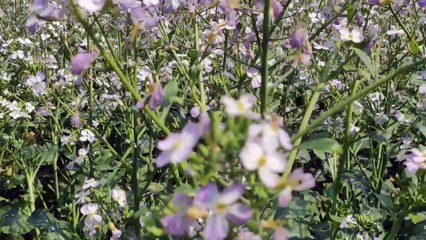 Radish flower and Bee in the Garden. মৌমা‌ছিরা মুলা ফু‌লের মধু খা‌চ্ছে
