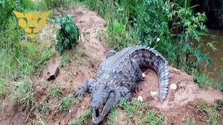 crocodile attack human HD (sensitive ppl dont watch)