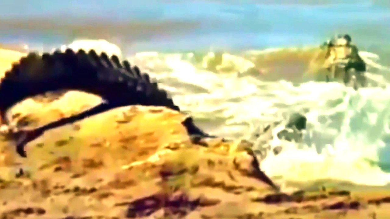 Amazing zebra vs from crocodiles