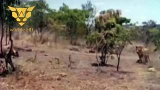 cheetah vs lion who will win the prey