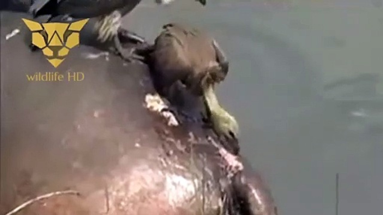 crocodile attack a duck HD