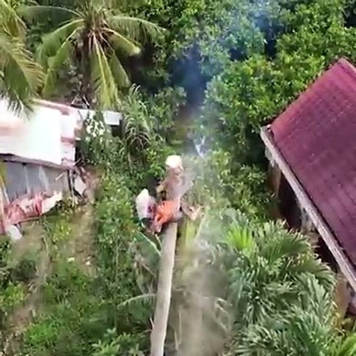 Insane level Of tree service work