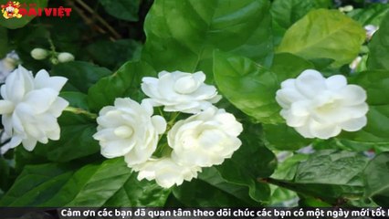 Mơ thấy hoa trắng có tỉ lệ trúng cao nhất