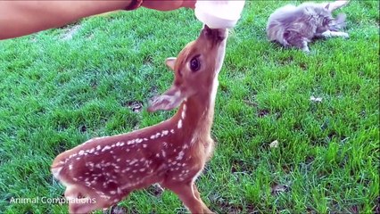 Baby Deer (Fawn) Jumping & Hopping - CUTEST Compilation
