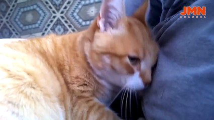 FAKTA UNIK #21 - KUCING YANG SELAMA INI JARANG KITA KETAHUI