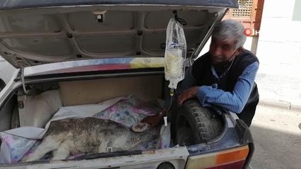 3 günlük buzağıya otomobilin bagajında tedavi...Buzağısını otomobille veterinere yetiştirdi
