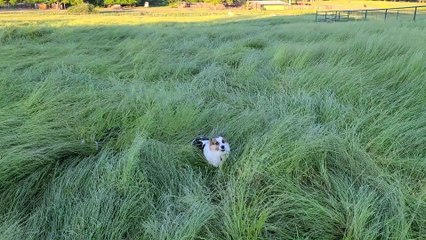 Corgis Bounce Through Tall Grass Like Bunnies
