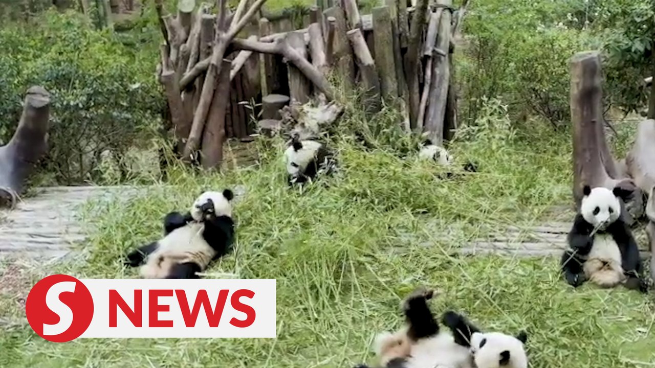 Macau "happy" pandas' fun anecdotes
