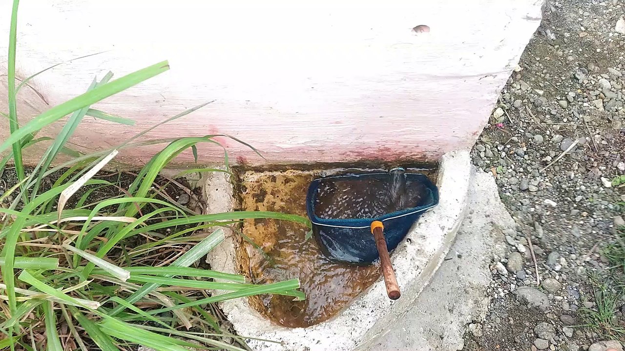 Panen Udang Bubu Payung
