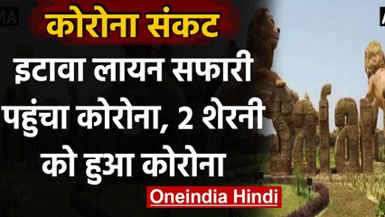 Download Video: Coronavirus India Update: Etawah Lion Safari पहुंचा Corona, 2 शेरनी पॉजिटिव | वनइंडिया हिंदी