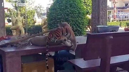 Fake Tiger Prank Dog So Funny - Try To Stop Laugh All Challenge Fake Tiger Prank Real Dog