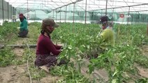 Isparta'nın Deregümü Köyü'nde 1 milyon 200 bin domates fidesi toprakla buluşuyor