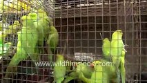 Parakeets for sale at Sonepur Animal Fair