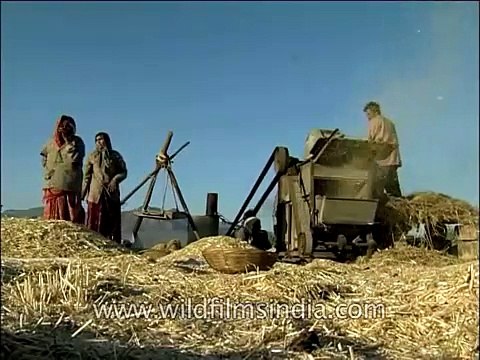 Threshing of Wheat in an old-fashioned threshing machine