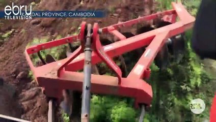 Farmers Destroy Crops Over Lack Of Markets