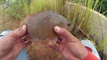 Baru Kali ini Saya Strike Ikan Patung Sebesar ini#102