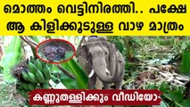 Elephants destroy all banana trees except the one with nests: Viral Video | Oneindia Malayalam