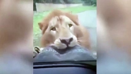 Aslan arabanın lastiğini yemeye çalıştı