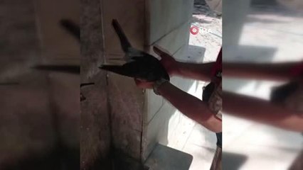 Kedinin saldırısına uğrayan güvercini jandarma kurtardı