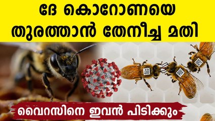 Honey bees may now help in Covid detection! | Oneindia Malayalam