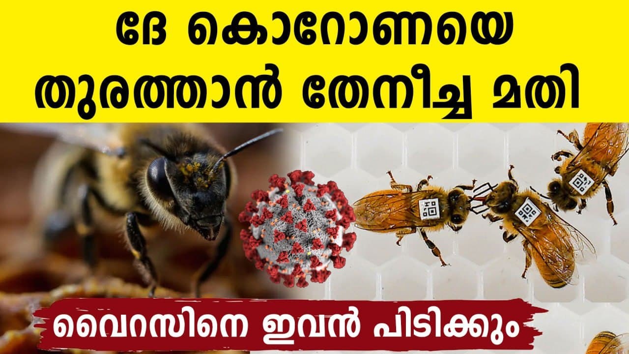 Honey bees may now help in Covid detection! | O...