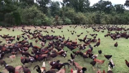 WOW !! AMAZING BEAUTIFUL VIEW Los Castillos Farm in Oklahoma FEEDING TIME