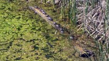 Des tortues jouent les équilibristes sur un rondin de bois flottant