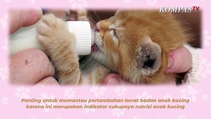 下载视频: Jangan Sembarangan, Begini Cara Merawat Anak Kucing yang Perlu Diperhatikan