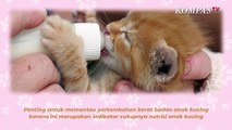 Jangan Sembarangan, Begini Cara Merawat Anak Kucing yang Perlu Diperhatikan