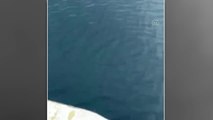 KASTAMONU - Karadeniz'de yunusların tekneyle yarışı cep telefonu kamerasıyla görüntülendi