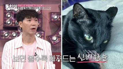 ★반려묘 자랑 Time★ 말해 뭐해~ 괌 바다를 닮은 눈을 가진 MC수홍의 반려묘 '다홍이'