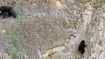 Annesiyle birlikte dik kayalığa tırmanan yavru ayı