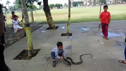 Ce gamin joue avec un cobra royal... même pas peur