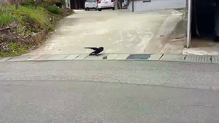 Ce corbeau a très envie de manger ce serpent