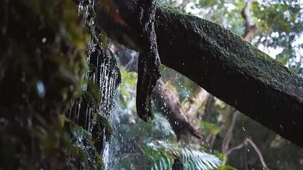 waterfall trees