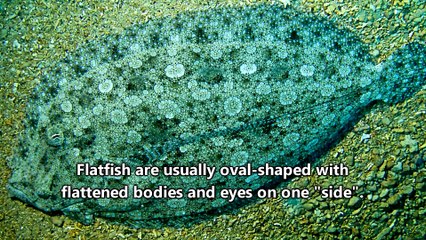 Flounder (Flatfish) facts a one-sides fish  Animal Fact Files