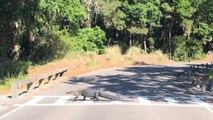 Alligator Walks Across Road From One Side to Another Over Crosswalk