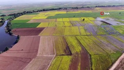 Bursa’da hasat öncesi tarlalar! Tam bir görsel şölen