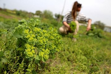 Yerel tohum ve ürünlere doğal ilaçlama