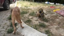 KULAKLARI JİLETLE KESİLEN YAVRU KÖPEK SAĞLIĞINA KAVUŞTU