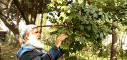 Karadeniz'in ilk kiraz hasadı Artvin'de yapıldı