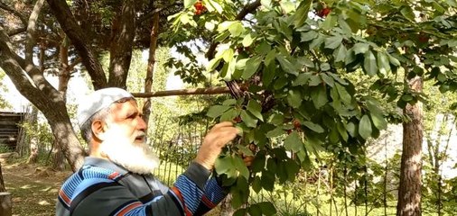 Karadeniz'in ilk kiraz hasadı Artvin'de yapıldı