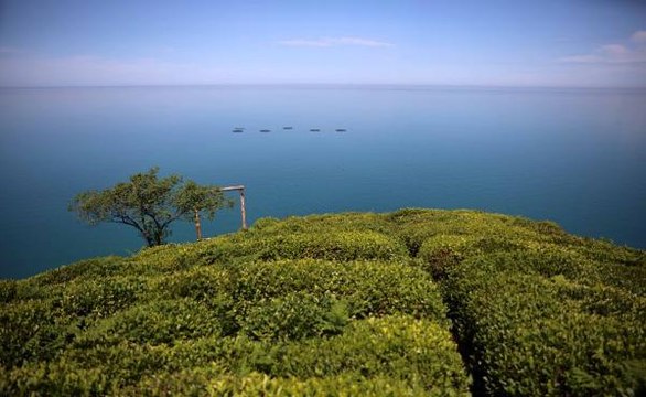 ÇAY BAHÇELERİNDE YEŞİLİN FARKLI TONLARI