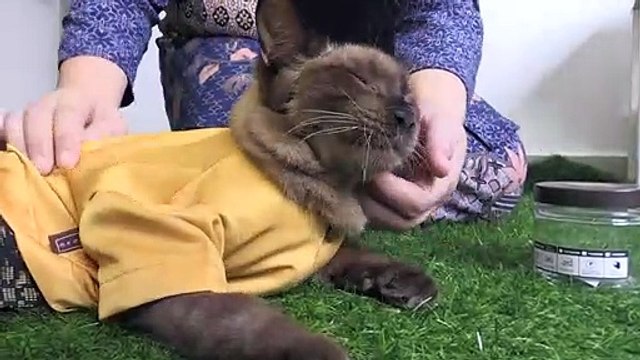 Malaisie: des tenues traditionnelles pour chats pour la fête de l'Aïd