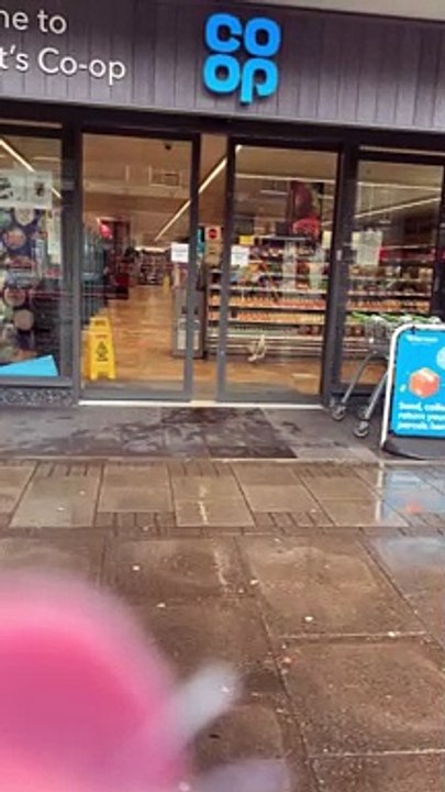 Clever Seagull Steals a Sandwich