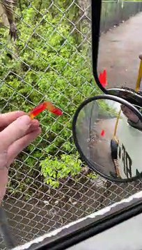 Picky Raccoon Prefers Crackers Over Candy