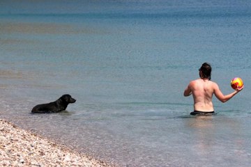 Dünyaca ünlü sahilde sokak köpeğinden turistleri şaşırtan davranış